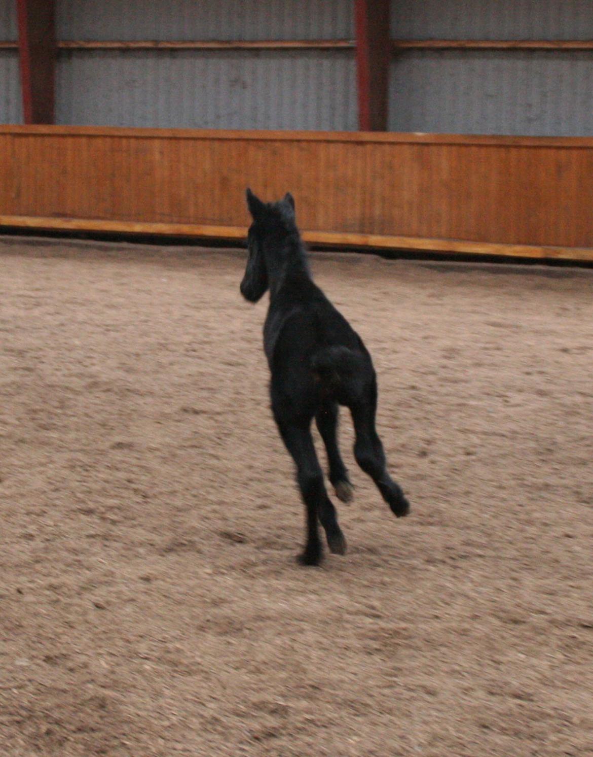 Anden særlig race Charmante billede 12