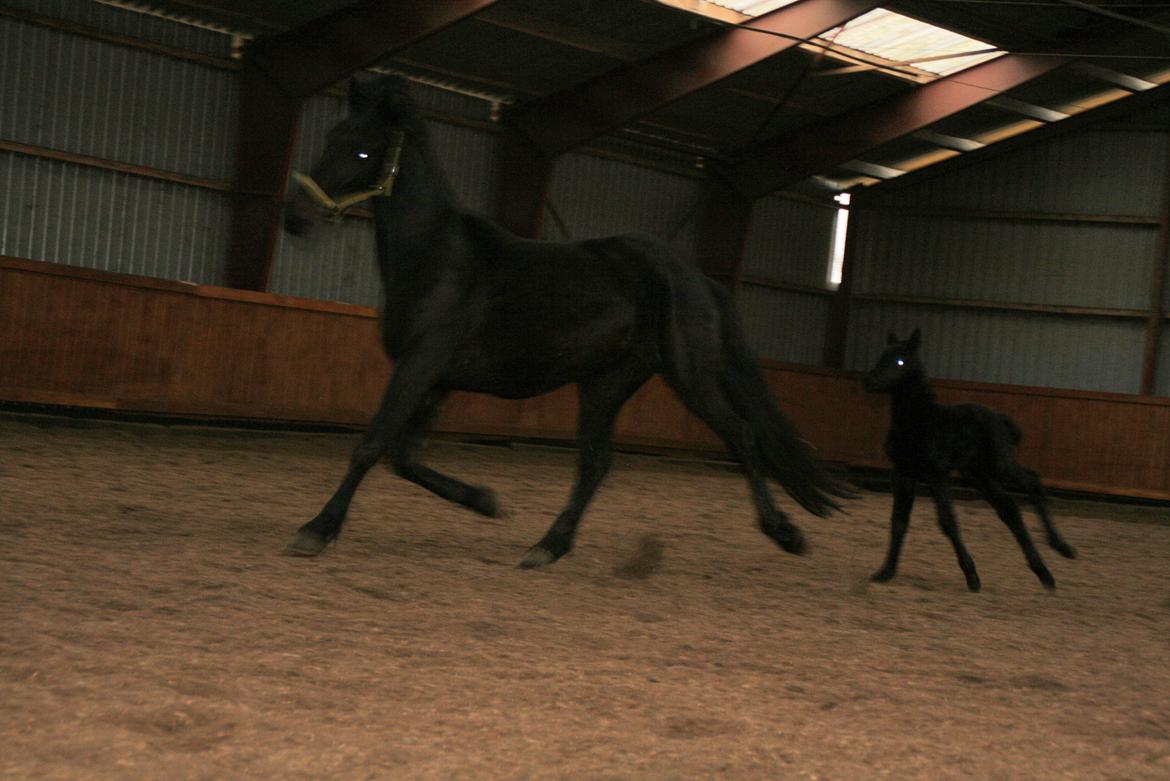 Anden særlig race Charmante billede 14