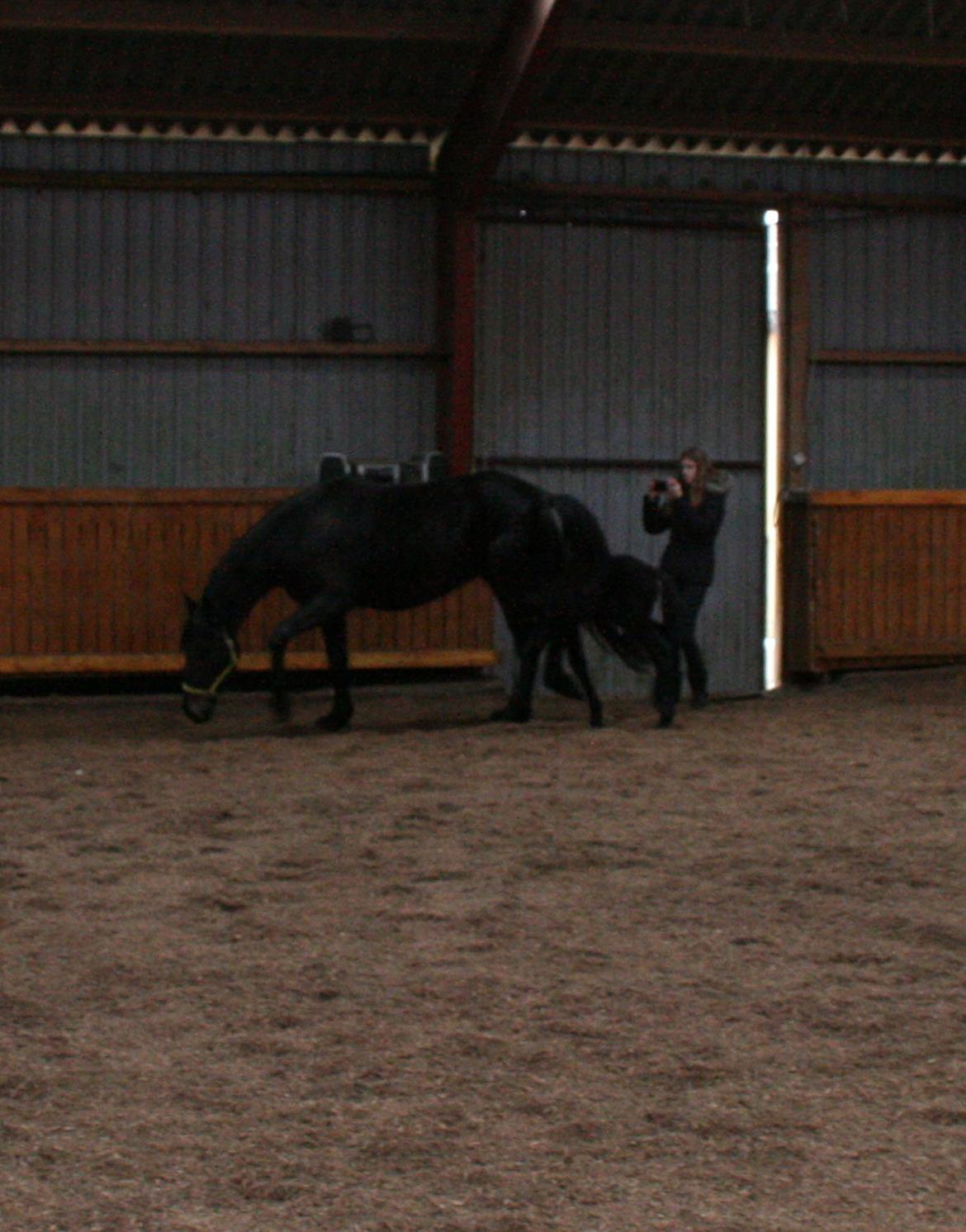 Anden særlig race Charmante billede 15