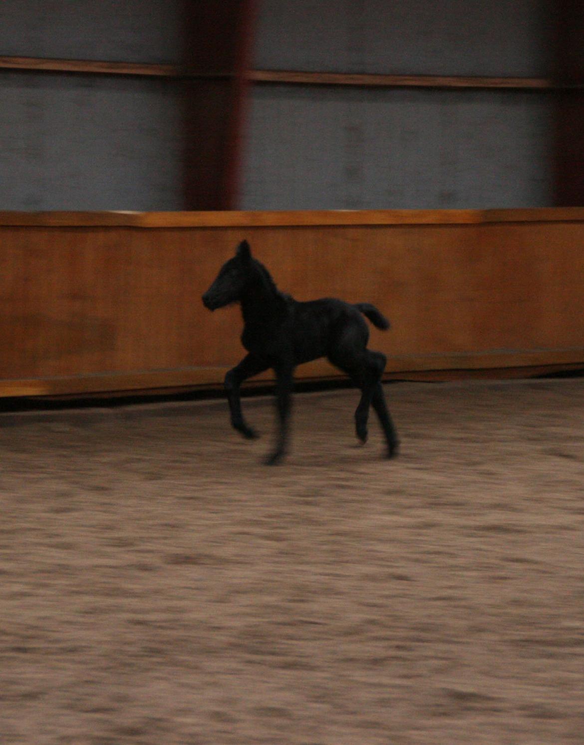 Anden særlig race Charmante billede 16