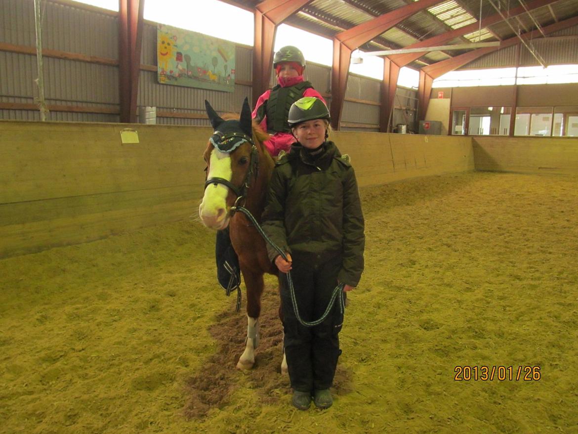 DSP Phønix "Lånepony" billede 10