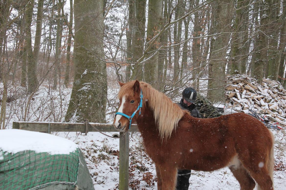 Islænder Fafnír fra Frelling - Velkommen til Fafnír´s profil. :-)  billede 1