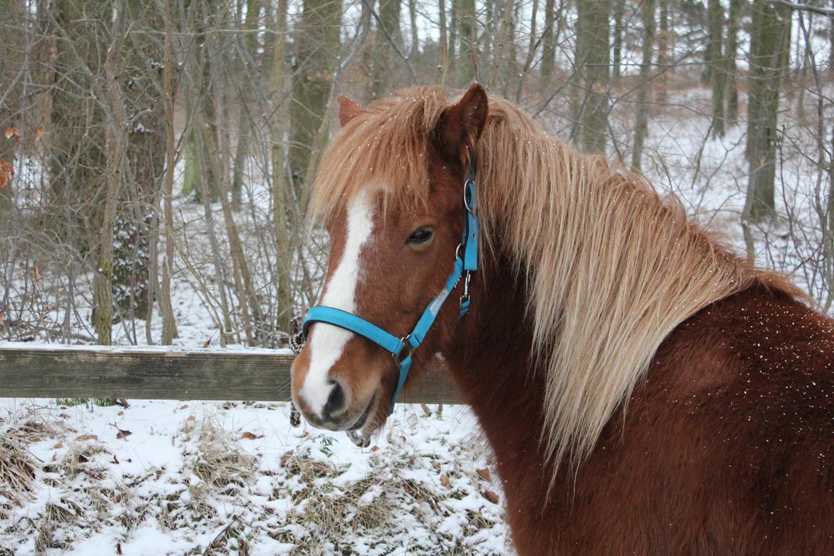 Islænder Fafnír fra Frelling billede 2