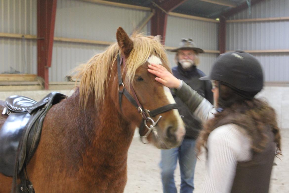 Islænder Fafnír fra Frelling - en af de første gange.  billede 3