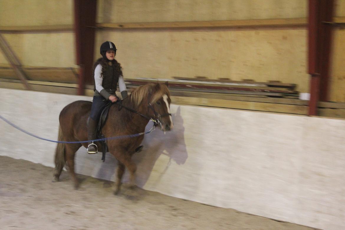 Islænder Fafnír fra Frelling billede 4