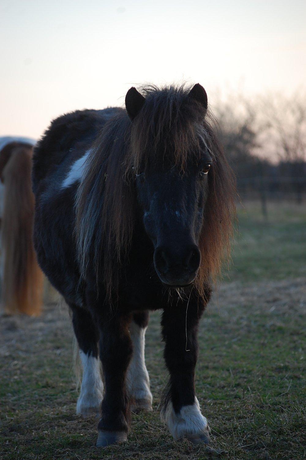 Anden særlig race Lotte - Efterår 2012 billede 16