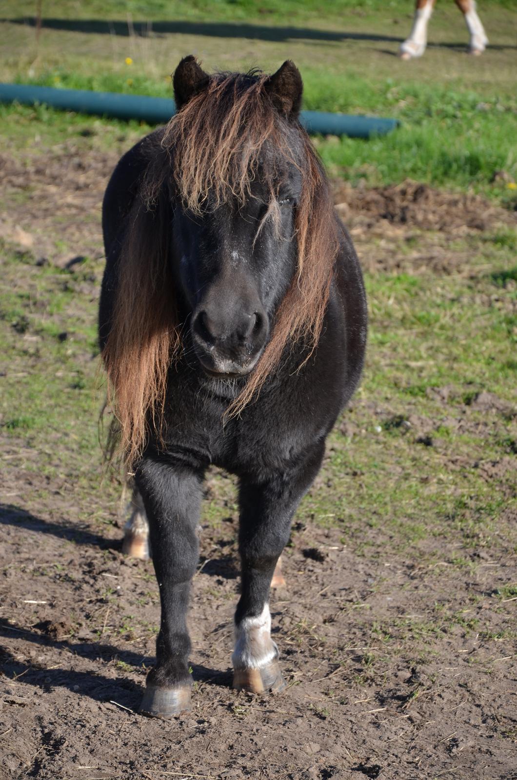 Anden særlig race Lotte - Efterår 2012 billede 17