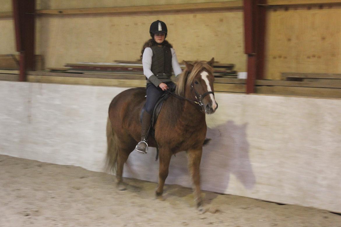 Islænder Fafnír fra Frelling billede 5