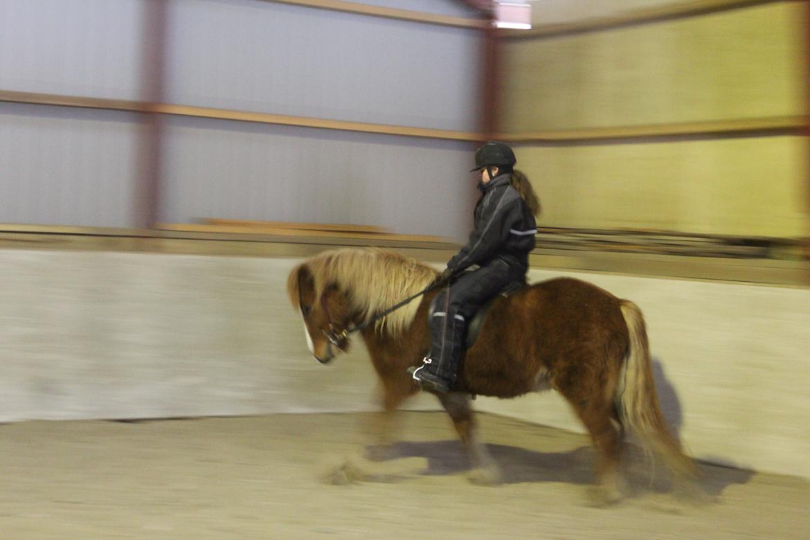 Islænder Fafnír fra Frelling - fra i dag, undskyld kvaliteten.  billede 6