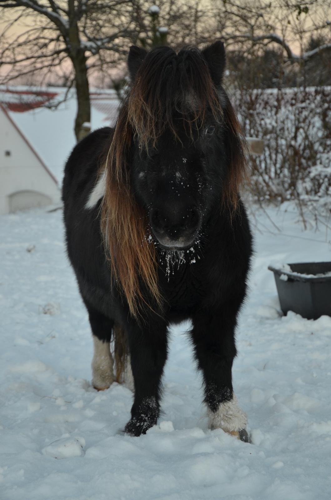 Anden særlig race Lotte billede 18