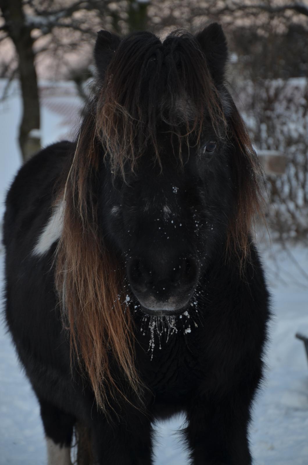 Anden særlig race Lotte billede 19