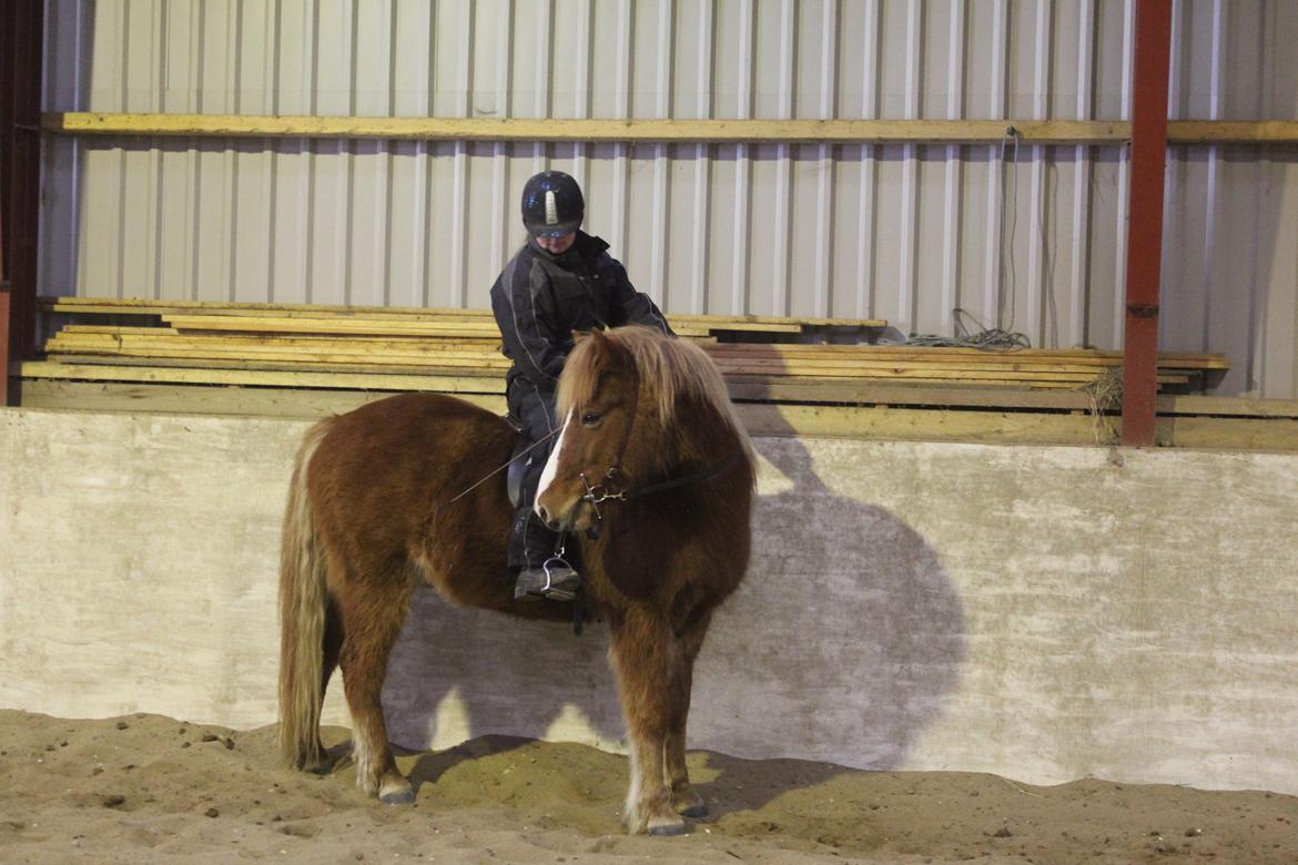 Islænder Fafnír fra Frelling billede 7