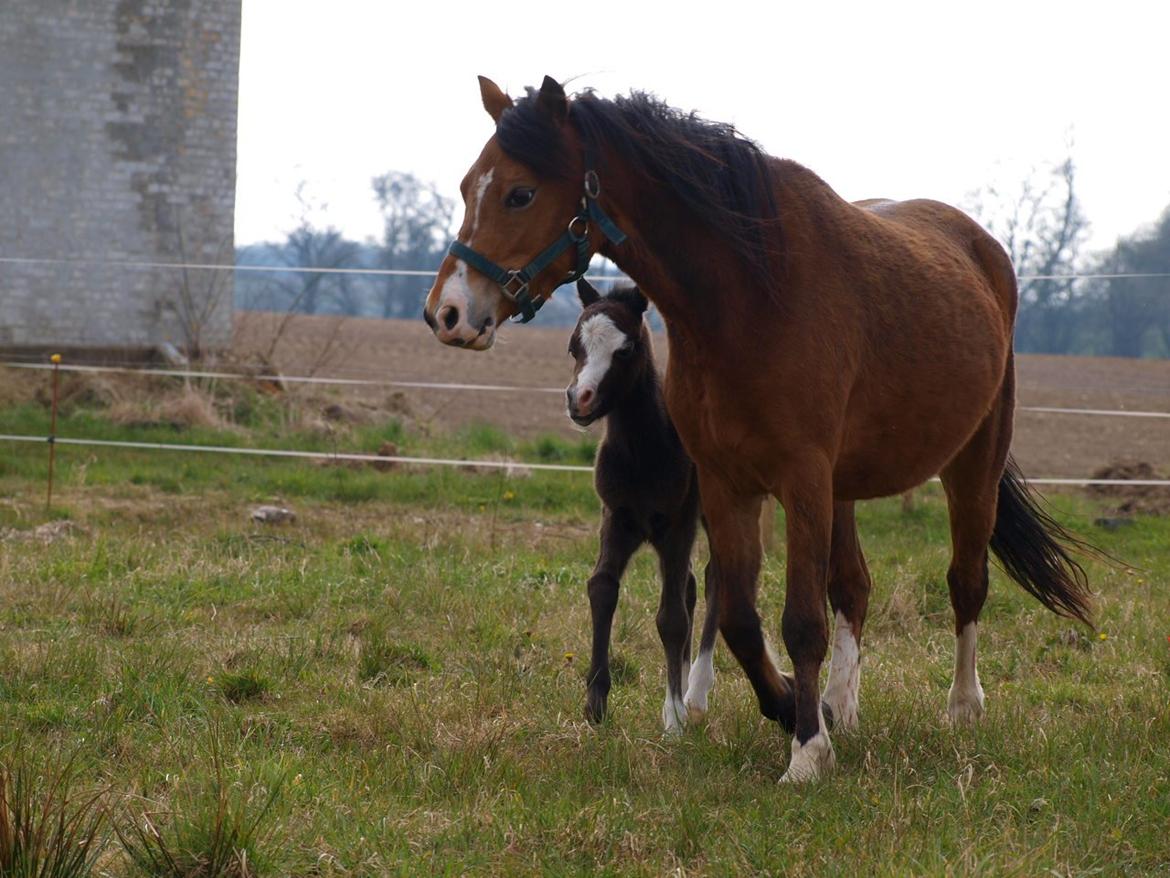 Welsh Mountain (sec A) Llwynneath Jennywren  R.I.P  - ude med appel jack for første gang  billede 8