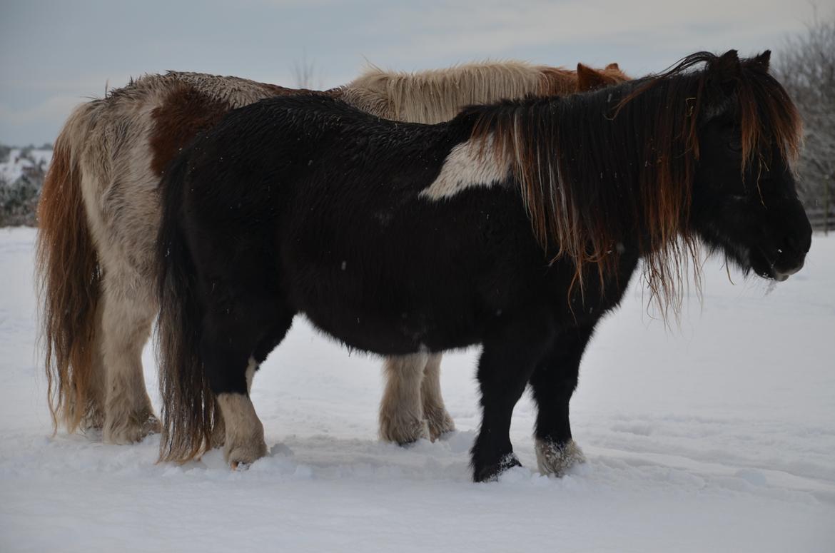 Anden særlig race Lotte - 12. december 2012 billede 20
