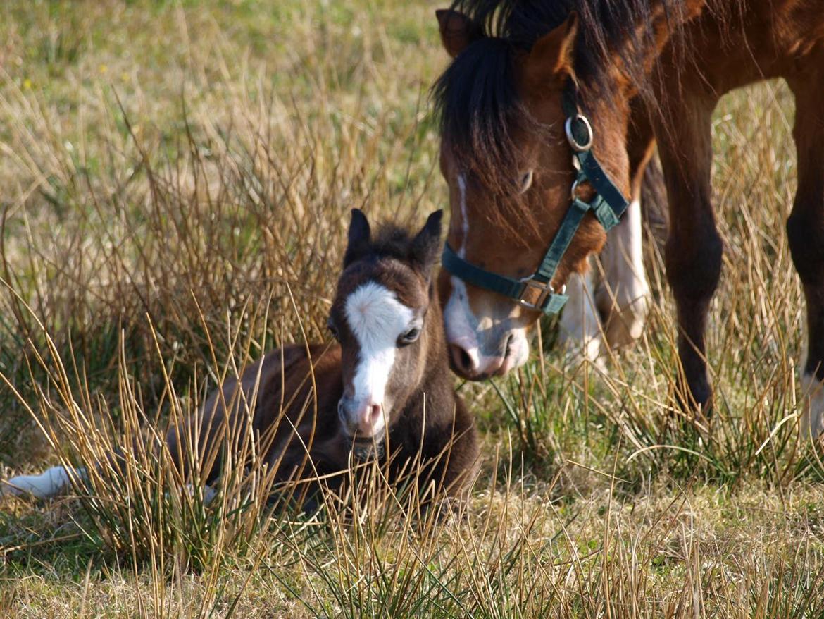 Welsh Mountain (sec A) Llwynneath Jennywren  R.I.P  - hun er sådan en god mor <3 billede 9