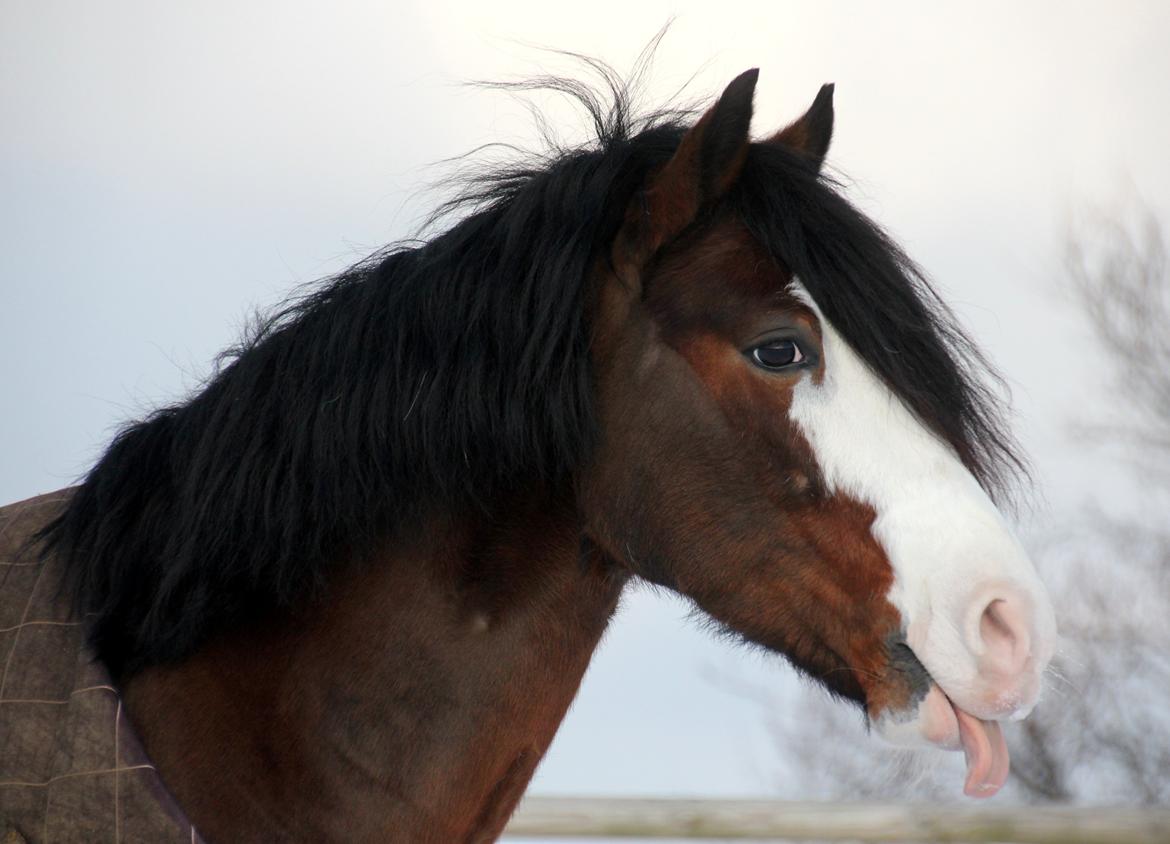 Welsh Pony af Cob-type (sec C) Thers Mickey Mouse - Verdens aller bedste, dejligste, sødeste pony! Nøøj hvor jeg elsker ham!  billede 17