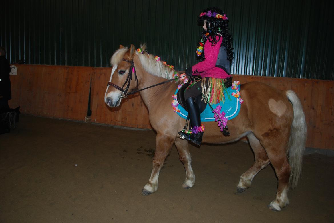 Haflinger Sissi - Fastelavns-hygge-dressurstævne. Vi var klædt ud som Havaii-tøser:-) Februar 2013 billede 9