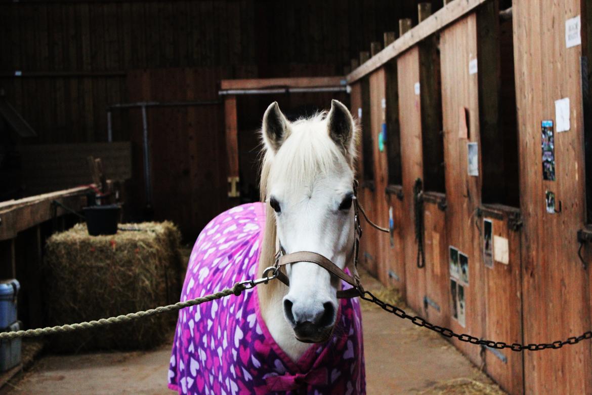 Hollandsk Sportspony Kitty billede 5