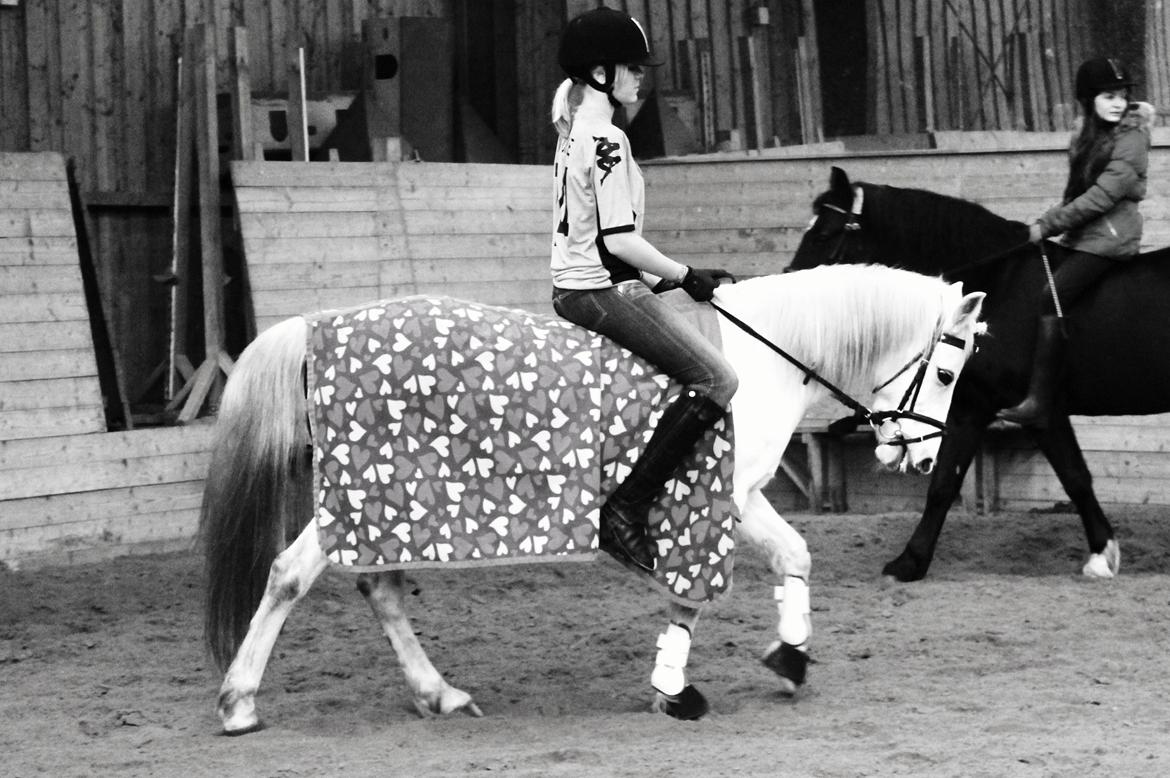 Hollandsk Sportspony Kitty billede 7