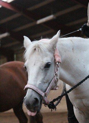 Hollandsk Sportspony Kitty billede 13