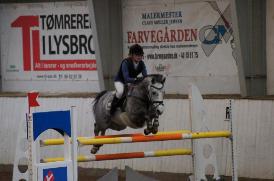 DSP Grønborg's Cassius Clay - MB** i SIR. Foto: Amanda Busk :-) billede 3