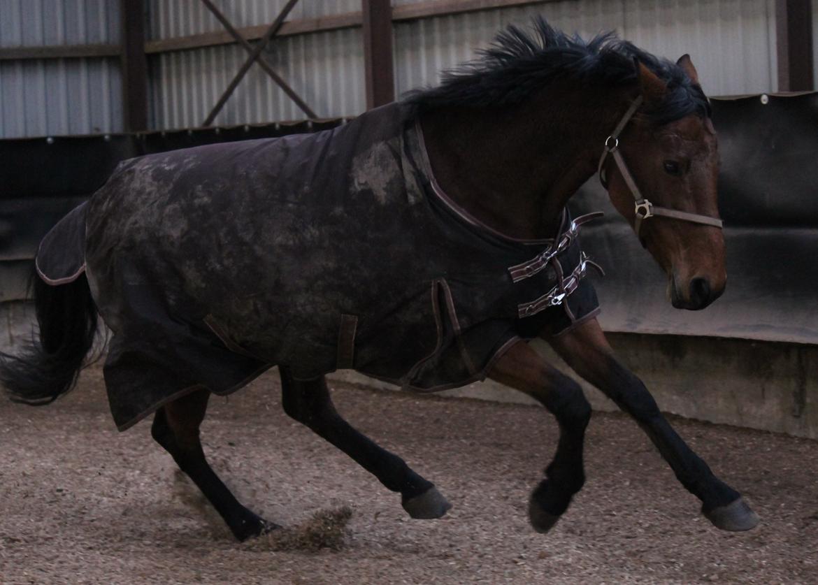Anden særlig race Tasja billede 1