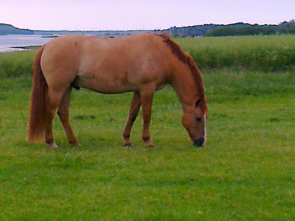 Anden særlig race Sir Thomas billede 1