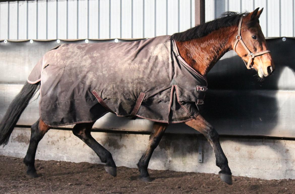 Anden særlig race Tasja billede 2