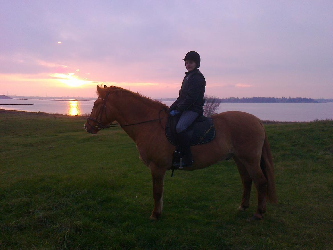 Anden særlig race Sir Thomas billede 2