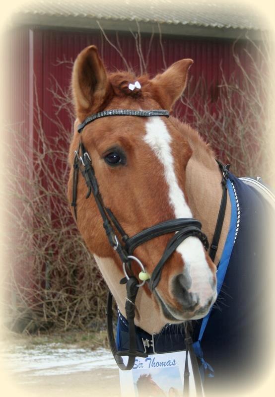 Anden særlig race Sir Thomas billede 3