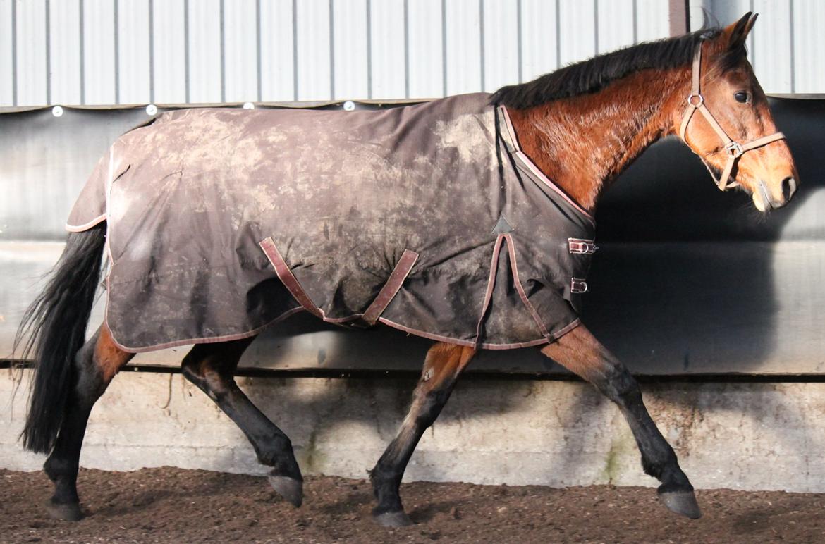 Anden særlig race Tasja billede 3