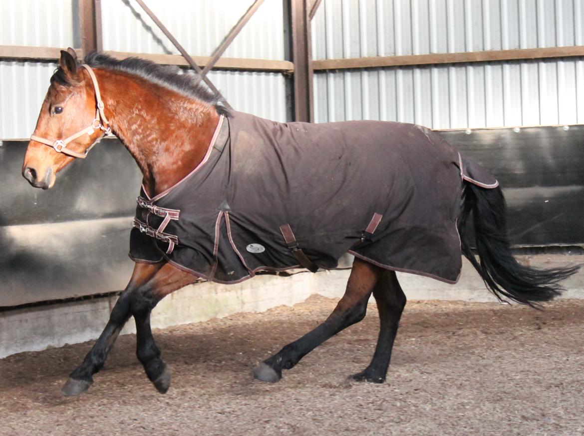 Anden særlig race Tasja billede 4