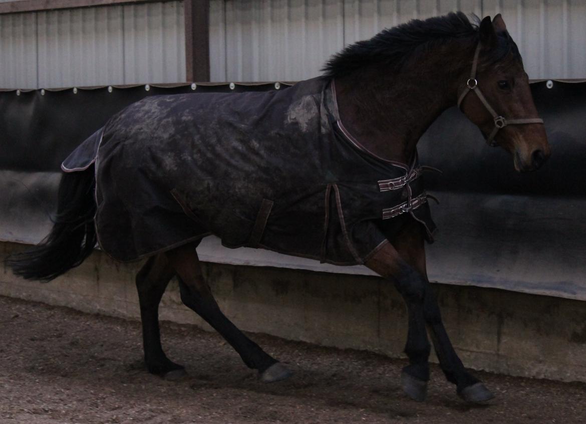 Anden særlig race Tasja billede 5