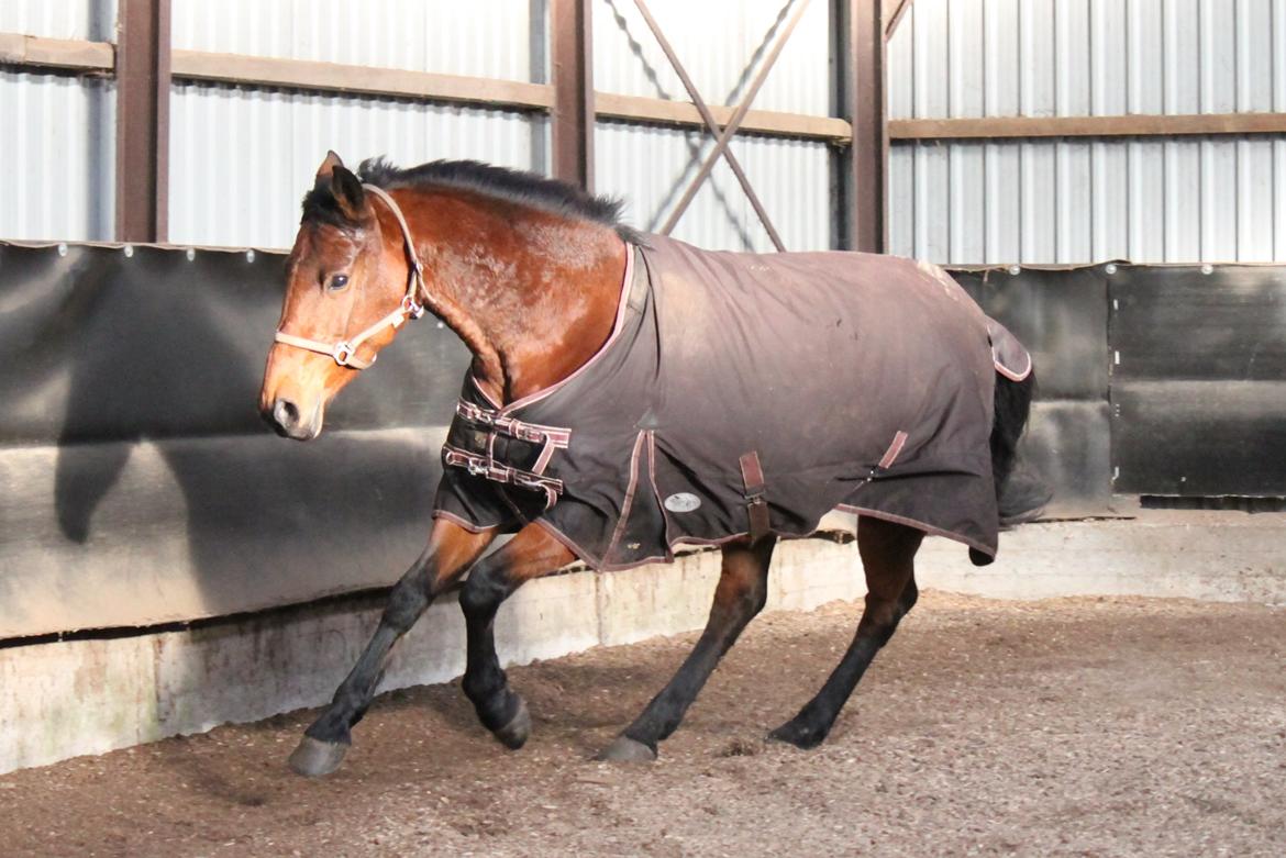 Anden særlig race Tasja billede 6