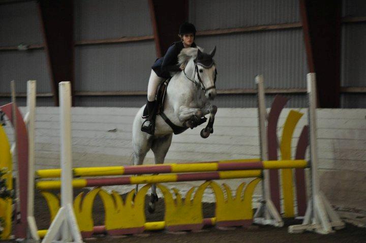 New Forest Rødtjørns Bellis *tidligere hest* - beller<3 billede 20