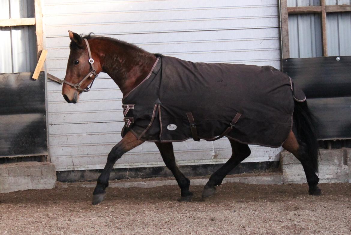 Anden særlig race Tasja billede 7