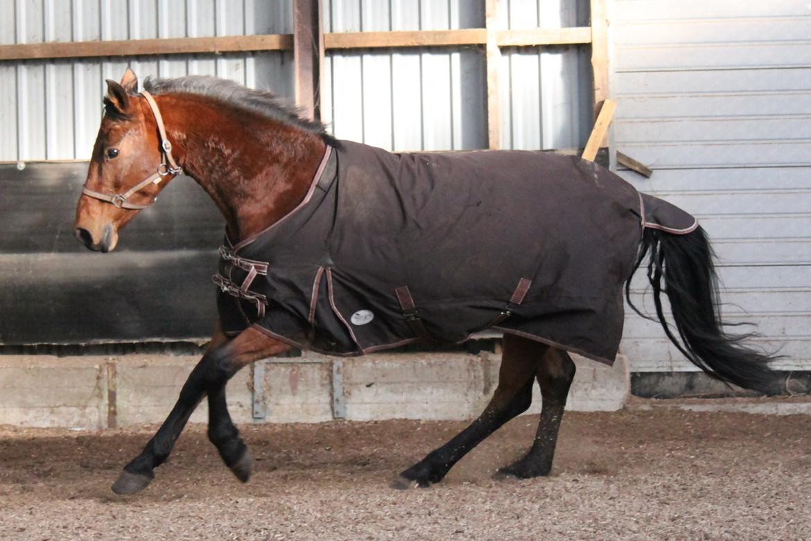 Anden særlig race Tasja billede 8