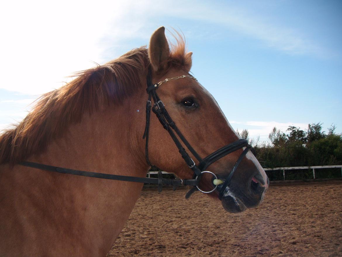Anden særlig race Sir Thomas billede 4