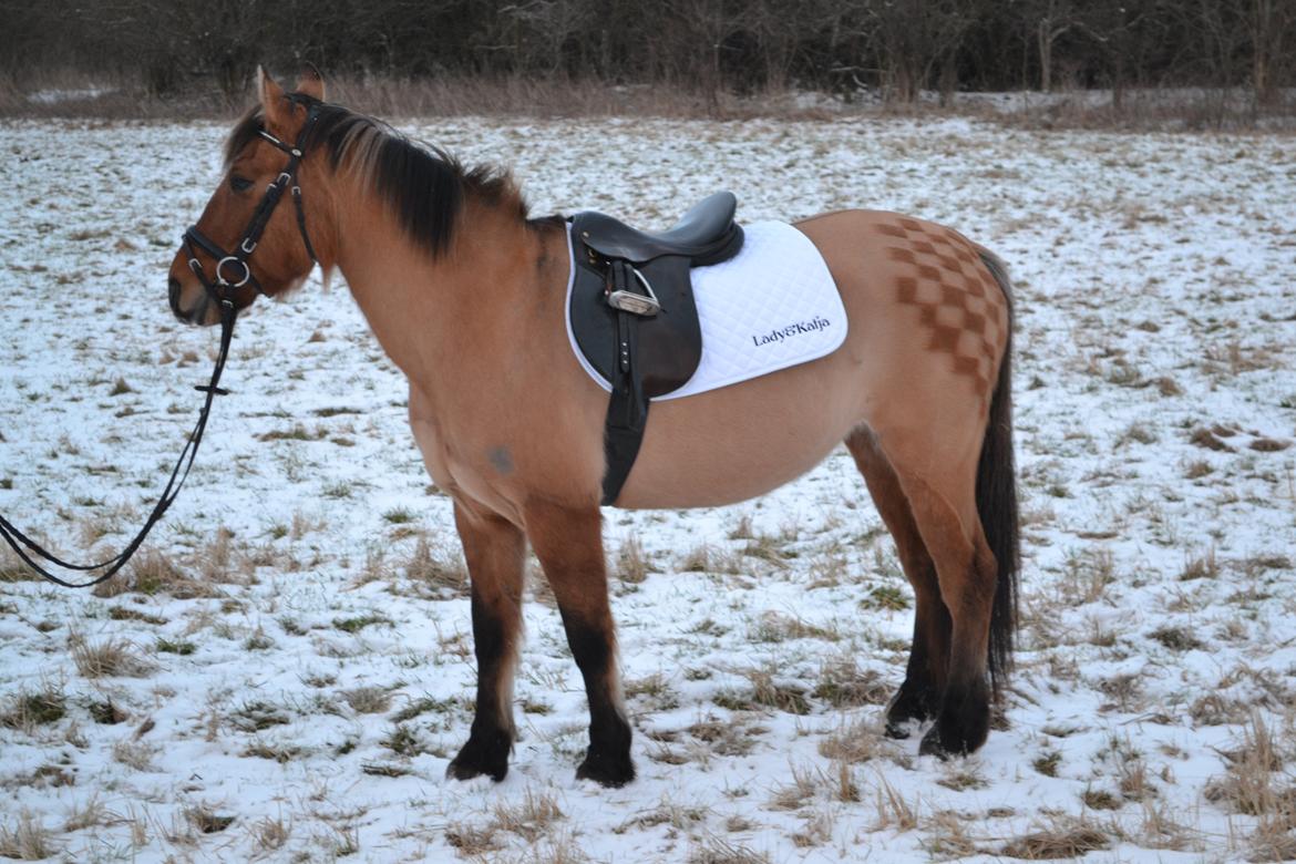 Anden særlig race lady<3 - smuk! i sit nye underlag billede 18