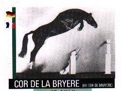 Dansk Varmblod Mayol - MAYOL'S FARFAR
Cor de la bryére  billede 17