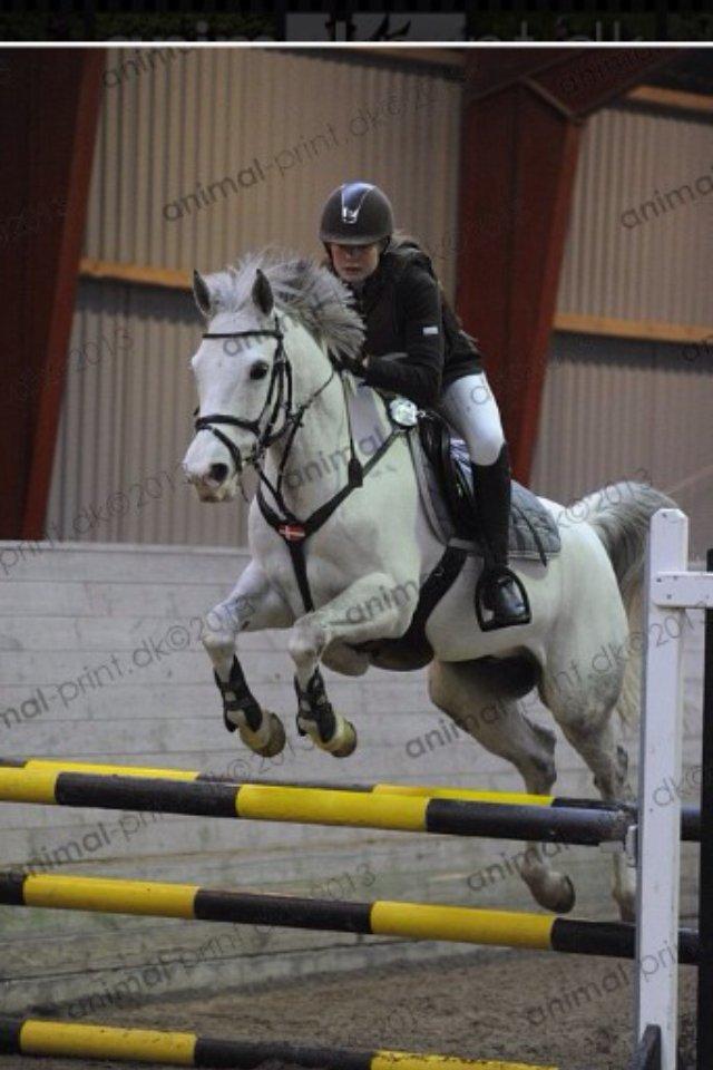 Irsk Sportspony Derrygimlas Atlantic Fox - A-PONY- - Min stjerne<3 billede 13