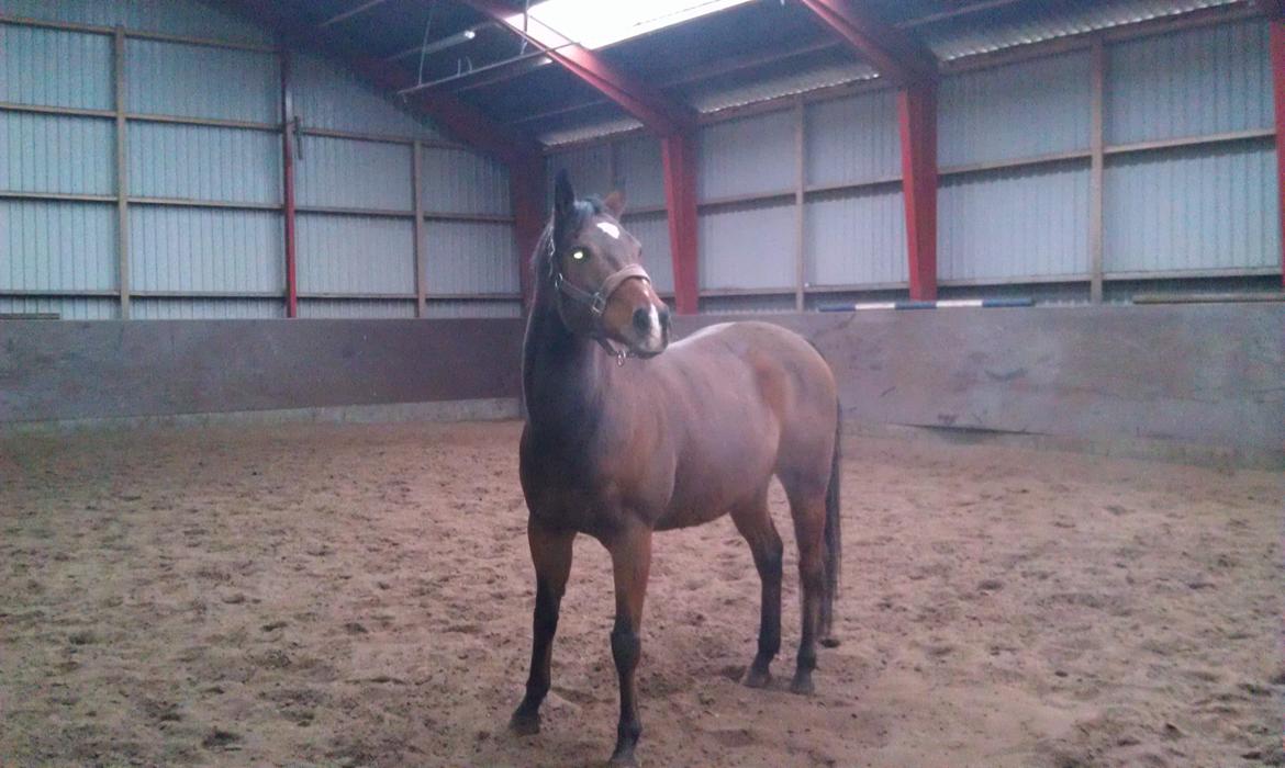 Fuldblod (XX) Tripoli - Kalder på kæresten... billede 5