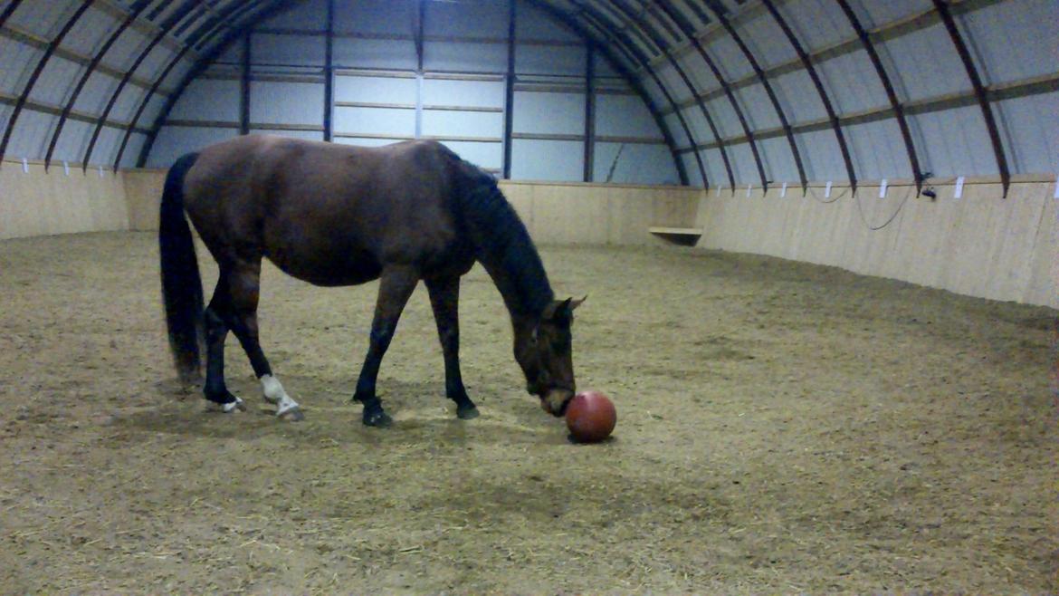 Welsh Partbred (Sec F) Aimi  - Tykke pigen spille lidt bold :) billede 2