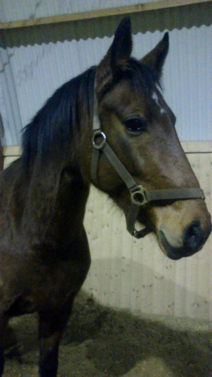 Welsh Partbred (Sec F) Aimi  - Et roligt og tilfreds blik fra min hest og min dag er en succes! billede 1