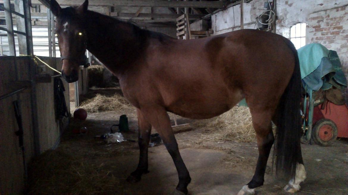 Welsh Partbred (Sec F) Aimi  billede 8