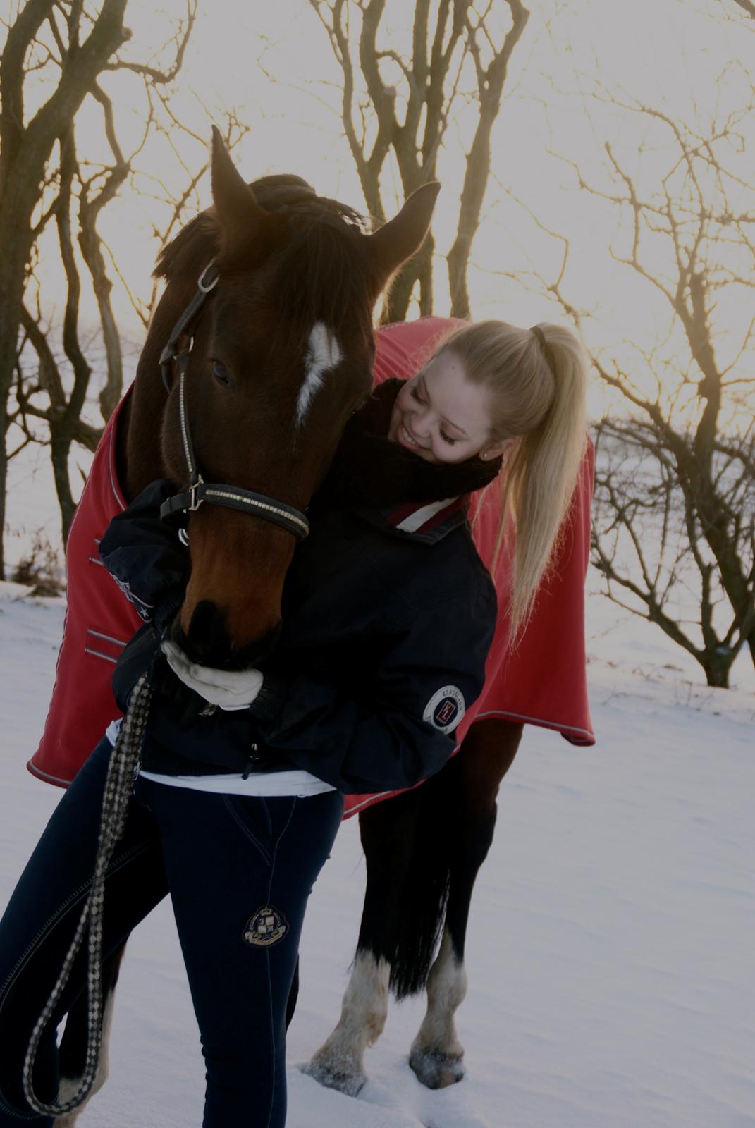 Dansk Varmblod Mister Hot Chocolate Fudge (Lillebror) - Under pauseperioden efter en veloverstået operation. billede 13