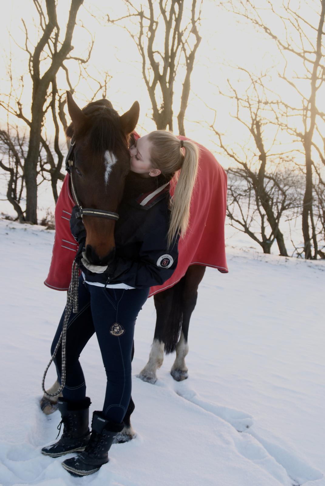 Dansk Varmblod Mister Hot Chocolate Fudge (Lillebror) - Under pauseperioden efter en veloverstået operation. billede 14