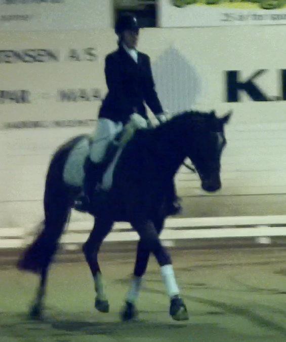 Dansk Varmblod Mister Hot Chocolate Fudge (Lillebror) - Første dressurstævne for os som equipage, men også det aller første stævne for Lillebror. LC1 til 67,9% i Farstrup med en 2 plads og kun 2 point fra 2 pladsen. billede 12
