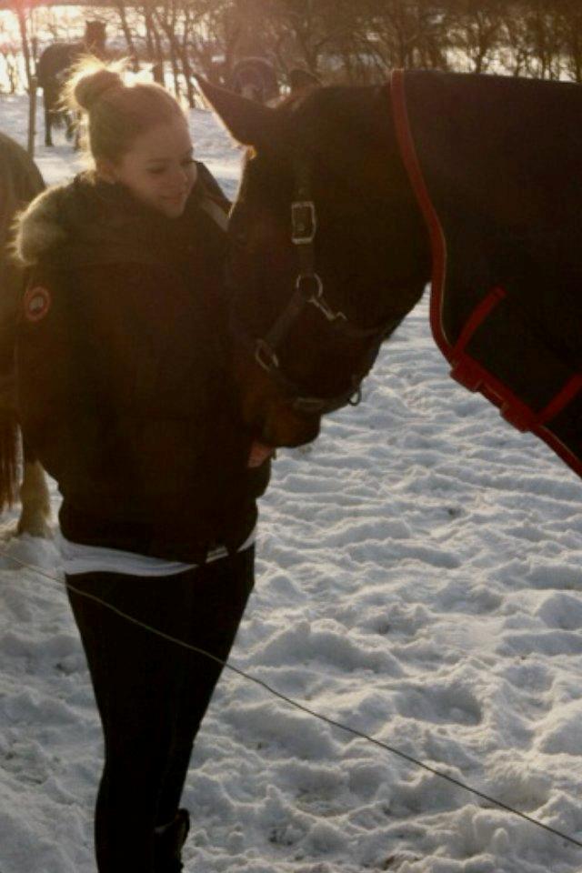 Dansk Varmblod Mister Hot Chocolate Fudge (Lillebror) - En barsk dag, da verdens smukkeste mule Louis Vuitton' krop forlod jorden og han blev en stjerne på himlen. Lillebrors mule trøstede mig... <3 billede 11