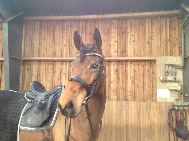 Dansk Varmblod Elmegårds Comma RIP billede 25